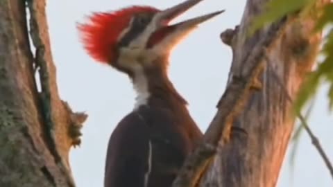 "Bird Singing in the Wild – A Soothing Sound of Nature" #shorts #nature #birds