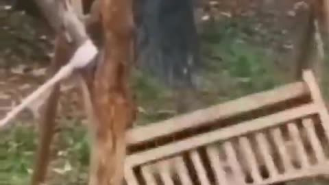 Fun animal