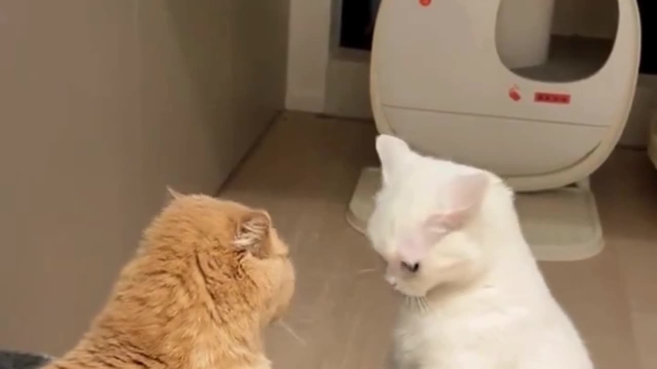 cute Baby Cats ‘Working’ Hard (But Mostly Being Cute)! 🛠️🐱 #BabyCatWork"#videos#