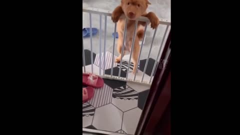 Funny Pets