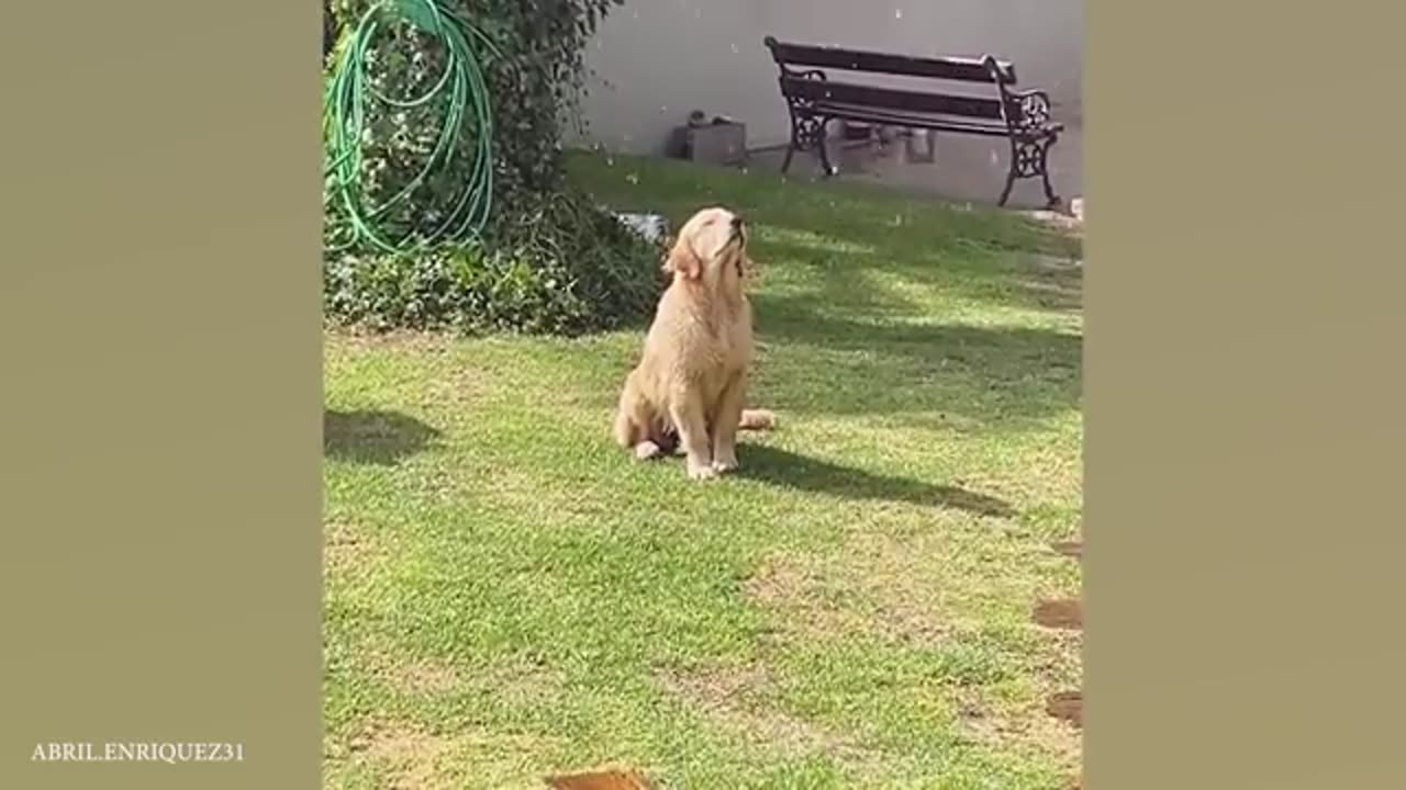Laugh-Out-Loud Dogs of 2025 😂 Try Not to Break Your Smile!
