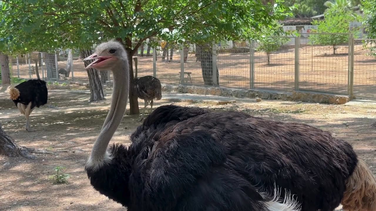 Protecting the Ostrich - The Importance of Conservation for Its Survival