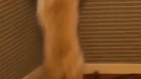Dog's Comedy Videos 🤣 so cute videos 😍 funny videos in puppies comedy scenes 🤣