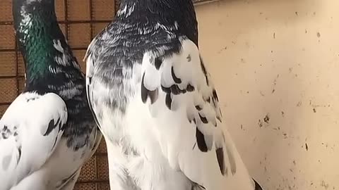 Paksitani teddy pigeon