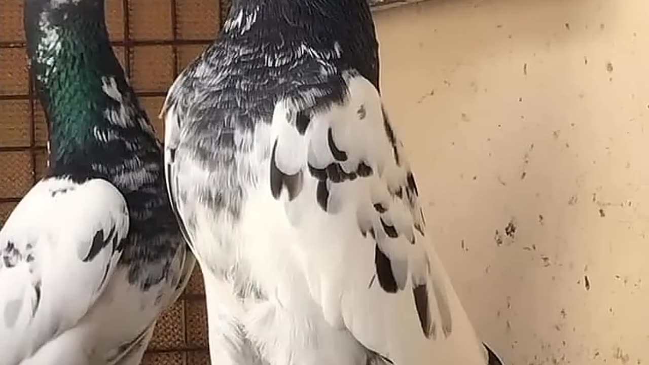 Paksitani teddy pigeon