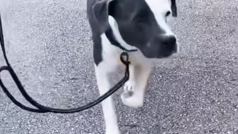 Adopting a dag