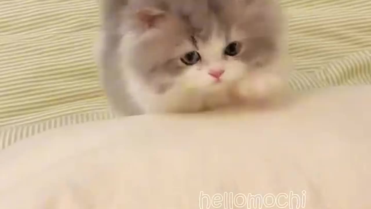 Discovered your little kitten❤️
