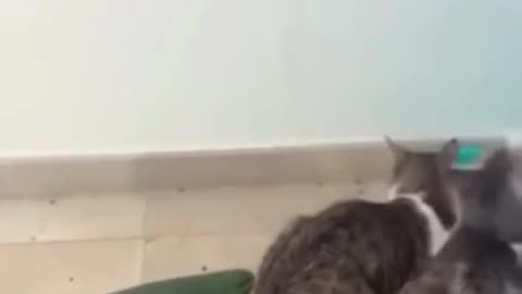 Try Not To Laugh