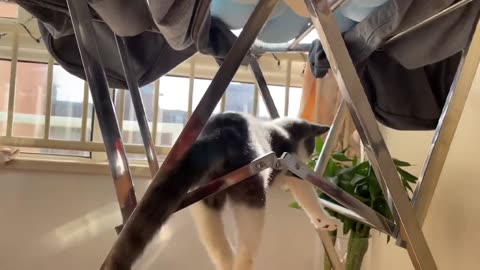 Funny cats and dogs