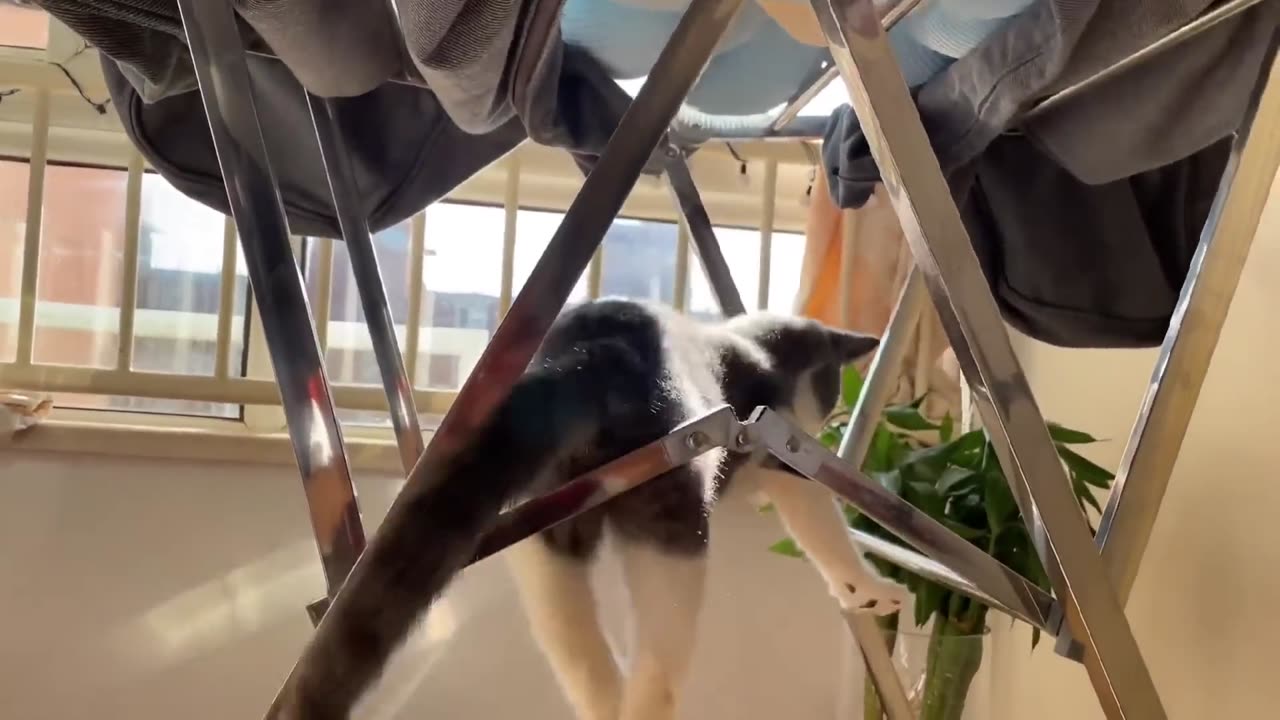 Funny cats and dogs