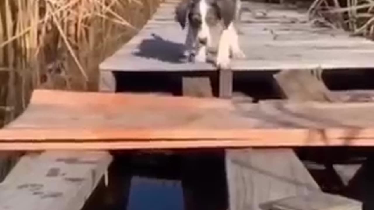 Funny cats 🤣😹