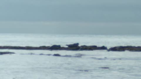 California Coastal Foraging (Mussels, Black Turban Snails)