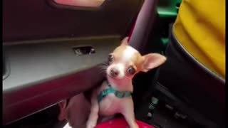 This is why you should lock your car doors when driving with your pets