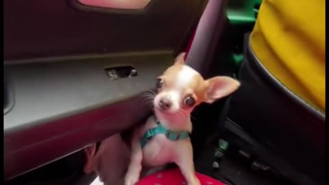 This is why you should lock your car doors when driving with your pets
