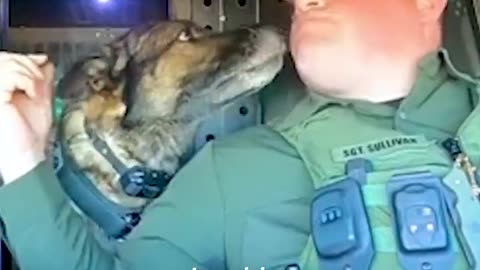 Antidote to politics, Police Dog edition.