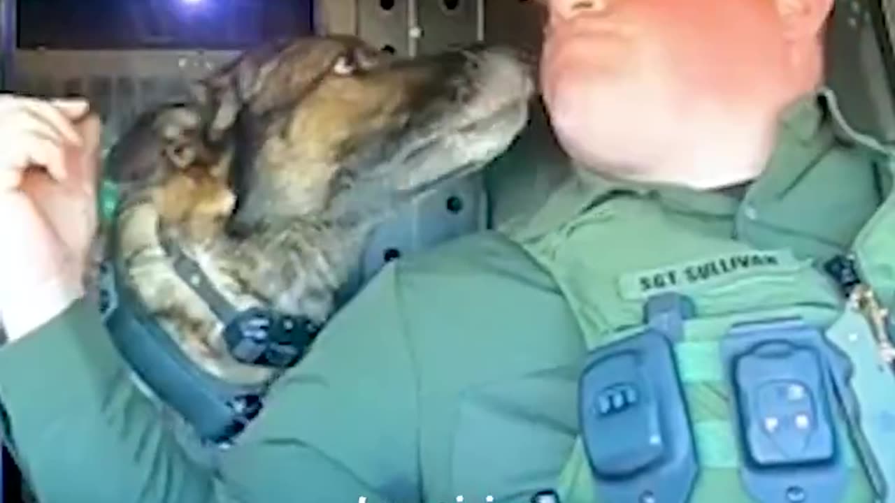 Antidote to politics, Police Dog edition.