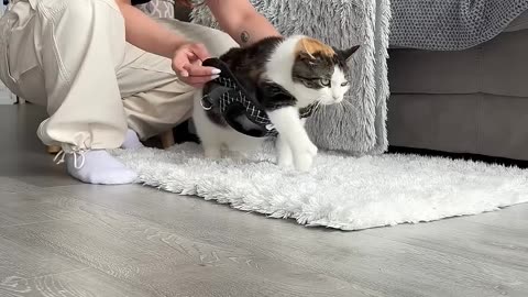 POV- you have a girl cat 🤣❤️