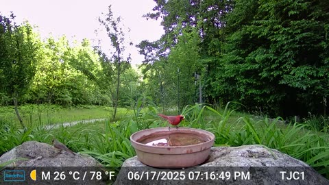 Male and Female Cardinals