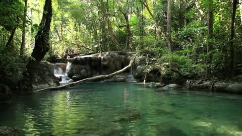 Beauty of Amazon Jungle