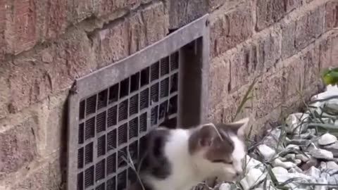 😂🐾 Stop IT..JUST Stop! You Won't Believe This Animal's Reaction | FunFM