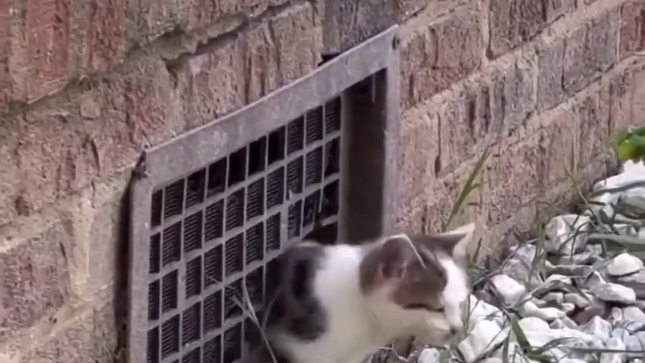 😂🐾 Stop IT..JUST Stop! You Won't Believe This Animal's Reaction | FunFM