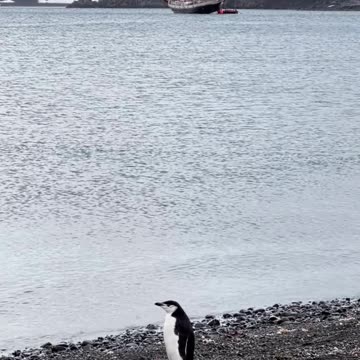 Did You Know? Penguin Might Mean 'Fat Wing'!