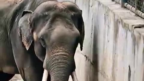 HERO ELEPHANT RESCUES CHILD IN HEART-STOPPING ZOO DRAMA!