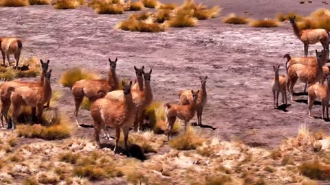 Experience a breathtaking journey through 100,000 stunning landscapes, all 8k