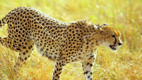 Experience a breathtaking journey through 100,000 stunning landscapes, all 8k