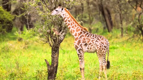Experience a breathtaking journey through 100,000 stunning landscapes, all 8k