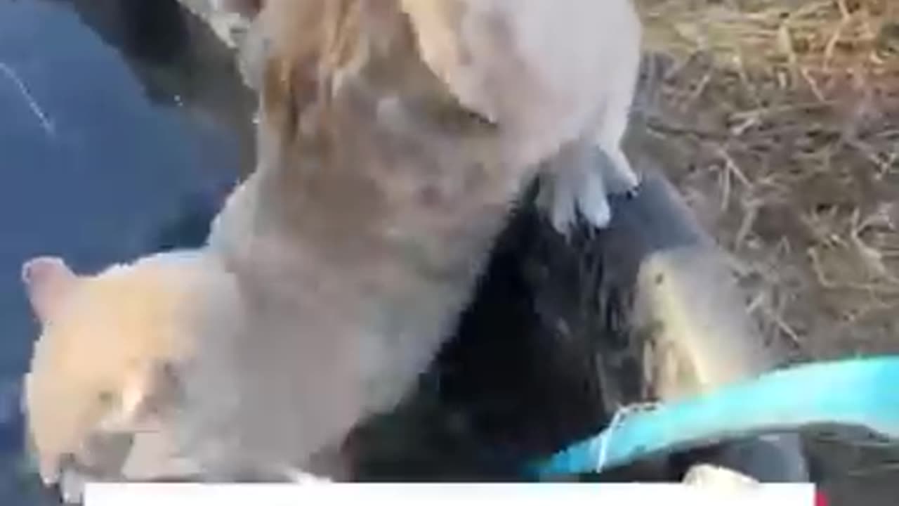 Viral animal videos | #viral #animal