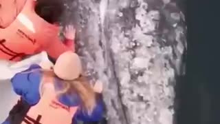 The Reason Whales Jump