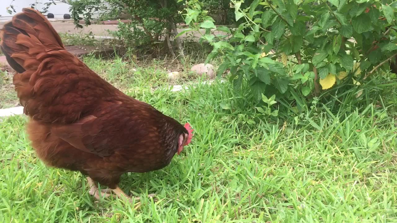 Chicken is vegetarian.👍