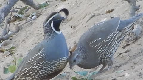 Quail.