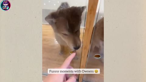 funny moment animals