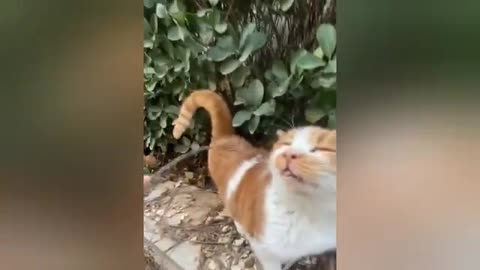 "Too Cute to Handle! 🐱 Funny Cat Moments That’ll Melt Your Heart"