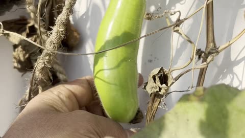 Small Harvest After Many Days | Terrace Garden