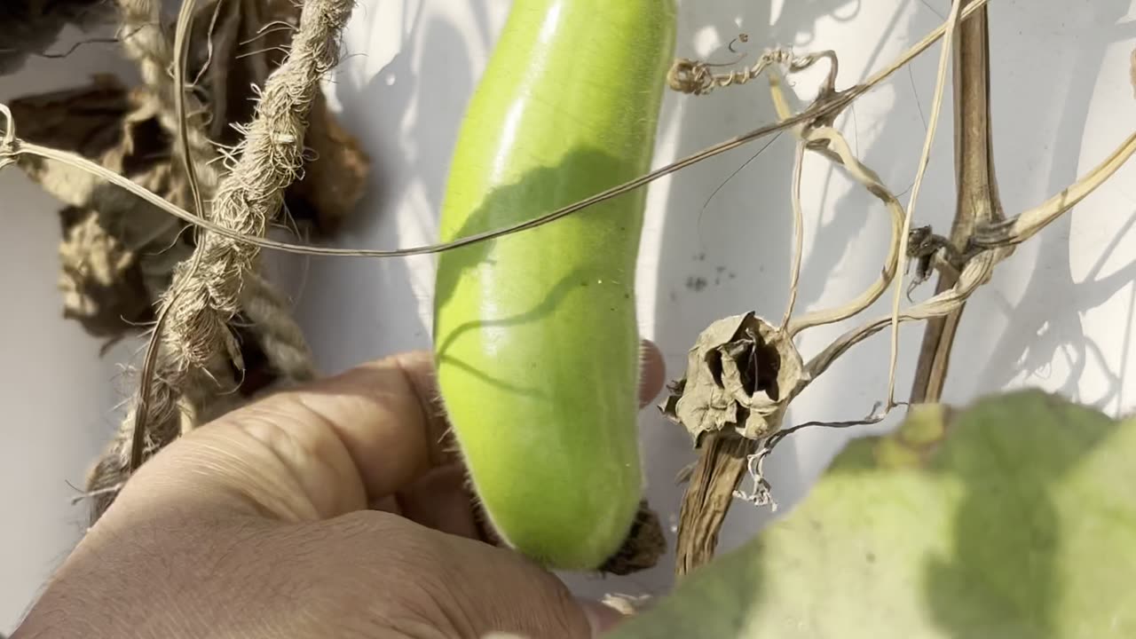 Small Harvest After Many Days | Terrace Garden