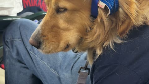 Golden Retriever Falls Asleep At Baseball Game