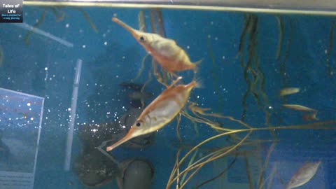 Lake District Coast Aquarium, Maryport Cumbria part 1
