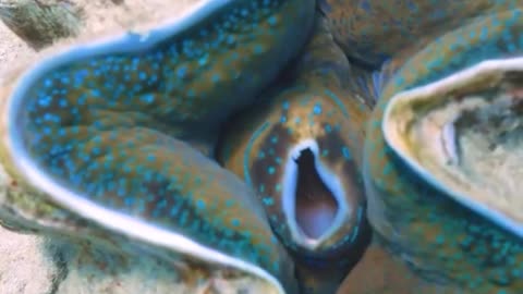 The Giant Clam That Can Weigh Over 200 Kilos! 🐚⚖️😱