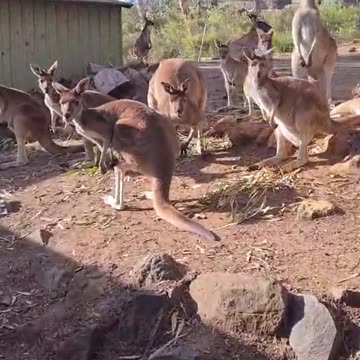 Getting breakfast for kangaroos 🦘