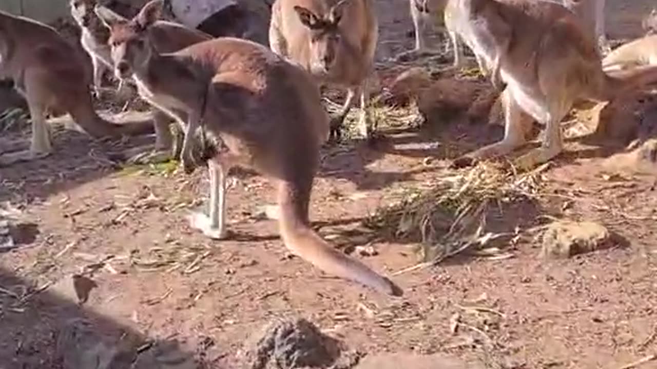 Getting breakfast for kangaroos 🦘