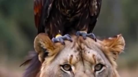 Unlikely Friendship: A Lion and an Eagle