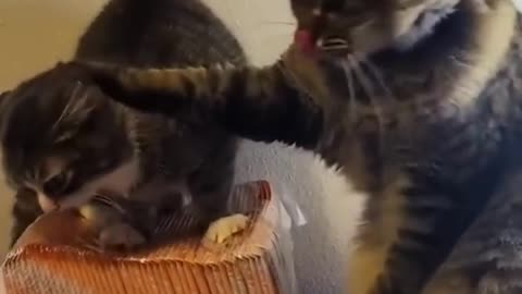 🤣 Ultimate Funny Pets 2025 🐾 | Cats & Dogs Doing the Craziest Things