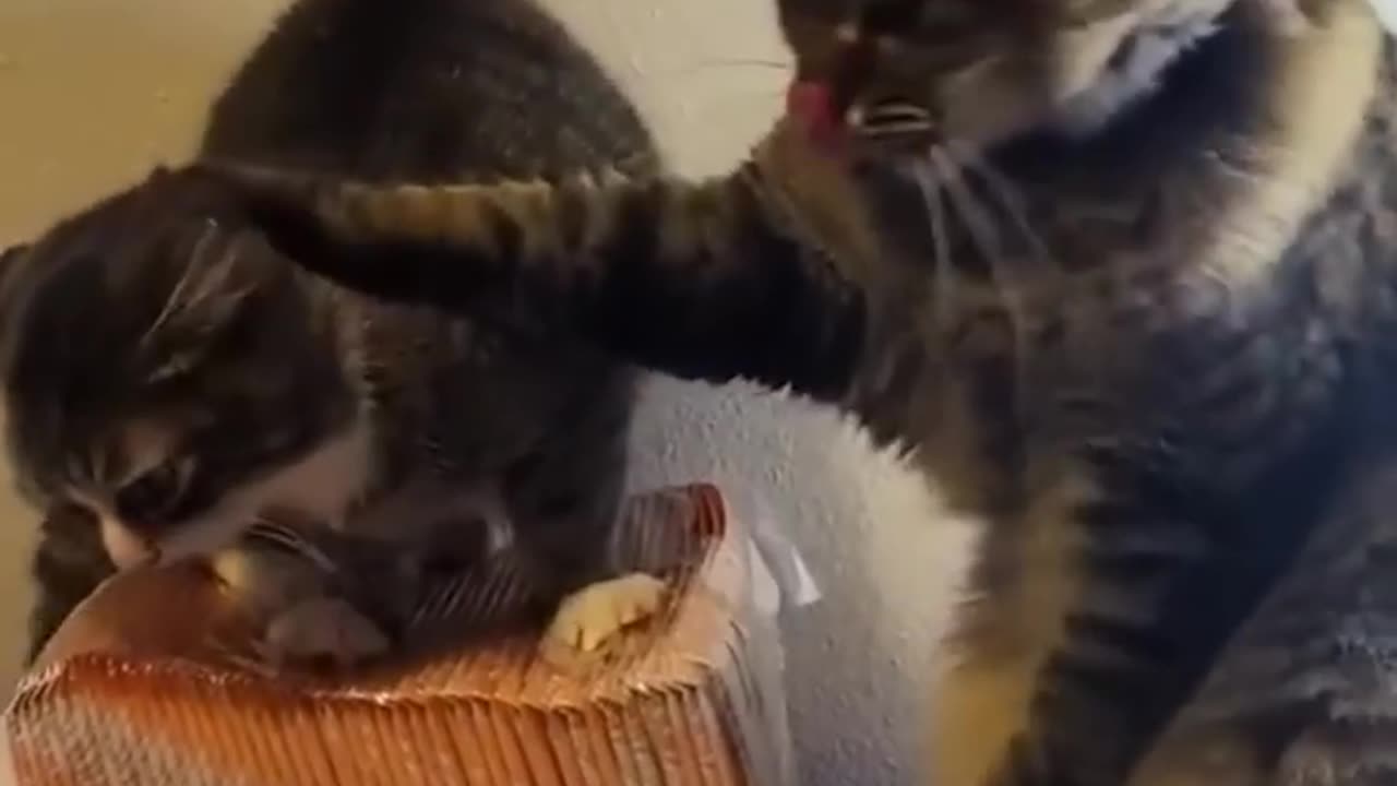 🤣 Ultimate Funny Pets 2025 🐾 | Cats & Dogs Doing the Craziest Things