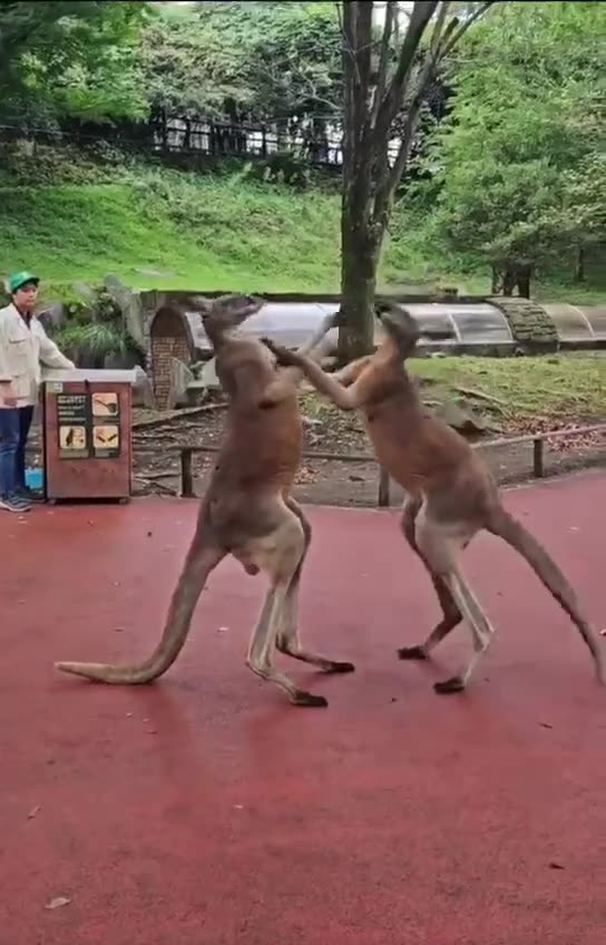 Kangaroos fighting