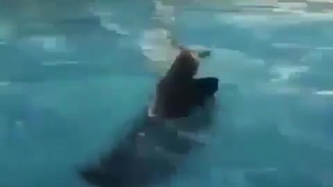 funny animals
