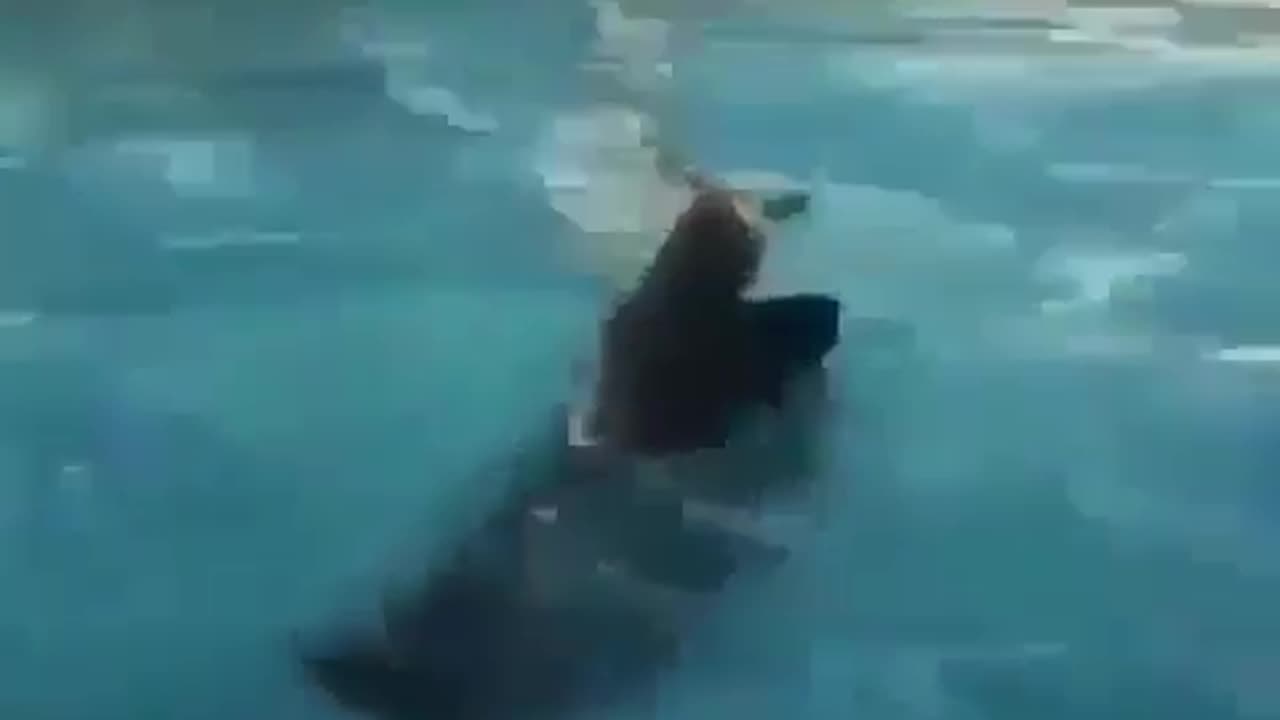 funny animals