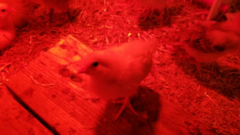 The only red light district worth visiting. #SparklegleamFarm #Chicken #farm #farmanimals #cute